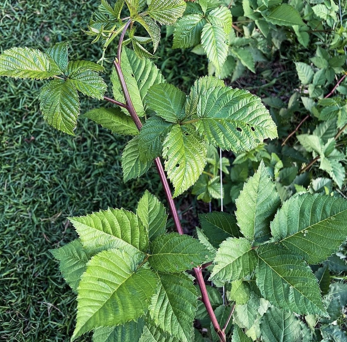 Triple Crown Thornless Blackberry Bush Container Garden Plant
